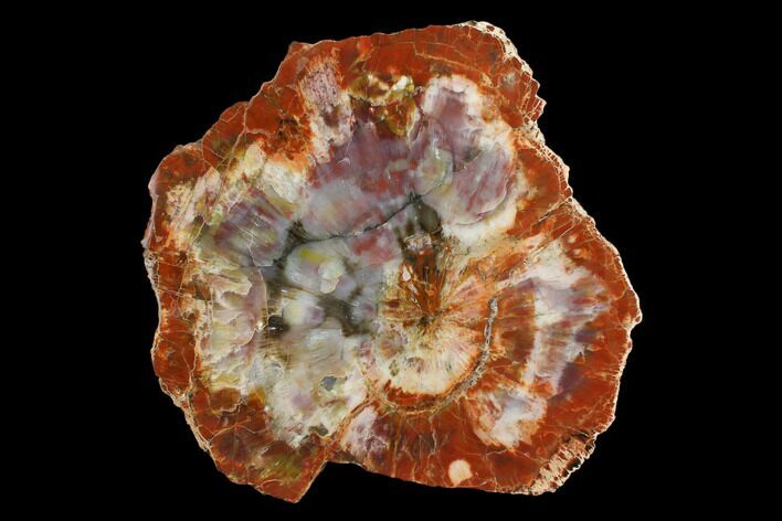 Colorful, Polished Petrified Wood Round - Arizona #162927